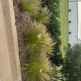 Photo of the plant species Mexican Feather Grass by @FunRainbow84 named LiloStitch on Greg, the plant care app