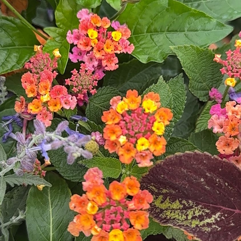 Photo of the plant species Lantana by @FunRainbow84 named Eva on Greg, the plant care app