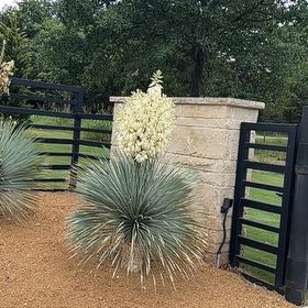 Photo of the plant species Our Lord's Candle by @FunRainbow84 named Harper on Greg, the plant care app