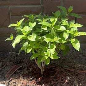 Photo of the plant species Panicle Hydrangea by @AdonicFicus28 named Taylor Swift on Greg, the plant care app