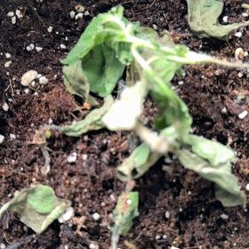 Photo of the plant species Holy Basil (Tulsi) by @HomelyDecodon99 named Emerson on Greg, the plant care app