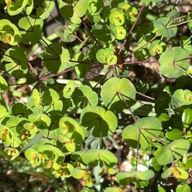 Photo of the plant species Wood Spurge by @PrimeMarimo57 named Zion on Greg, the plant care app