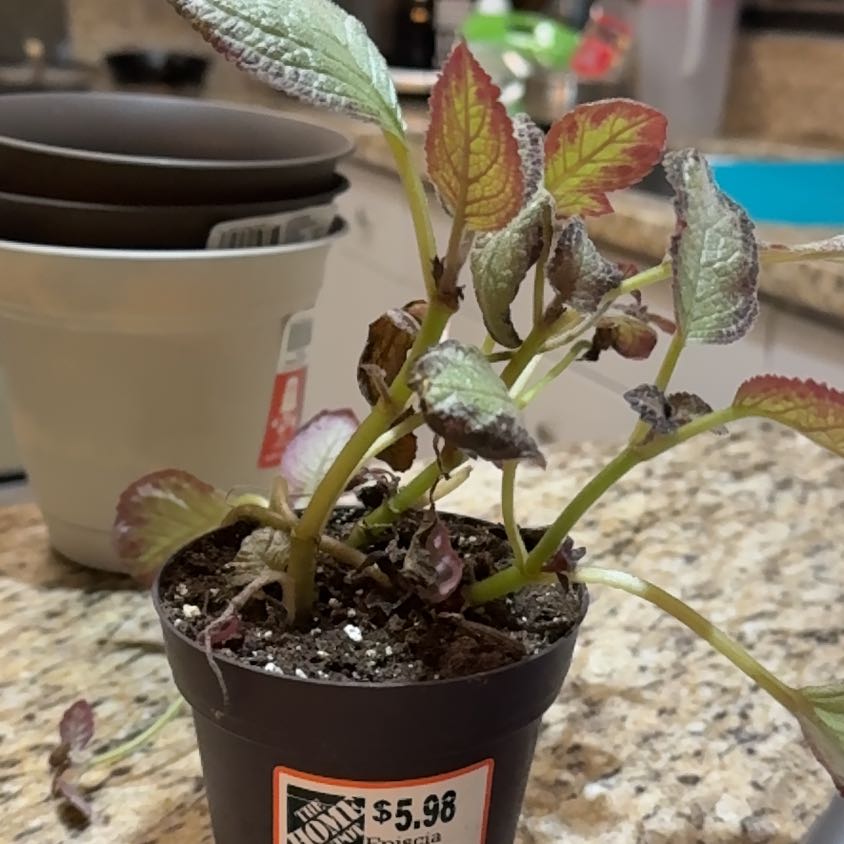 Photo of the plant species Flame Violet by @JazzyWoreya49 named Fernie Mac on Greg, the plant care app