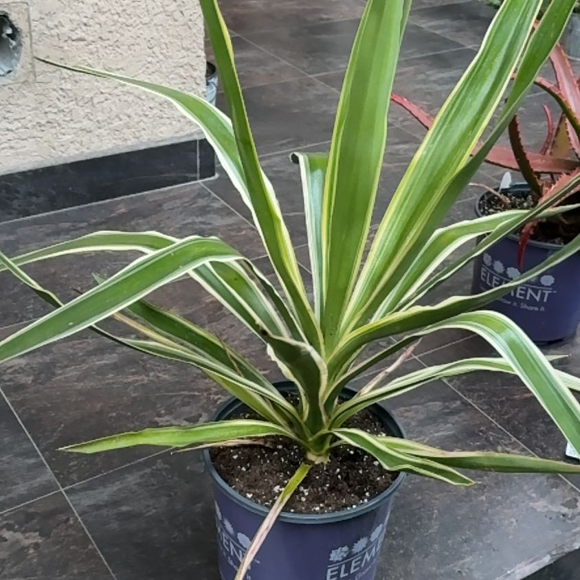 Photo of the plant species Adam's Needle by @JazzyWoreya49 named Wall-E on Greg, the plant care app