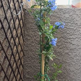 Photo of the plant species Blue Plumbago by @JazzyWoreya49 named Kylie on Greg, the plant care app