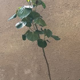Photo of the plant species Sea Hibiscus by @JazzyWoreya49 named Navajo on Greg, the plant care app