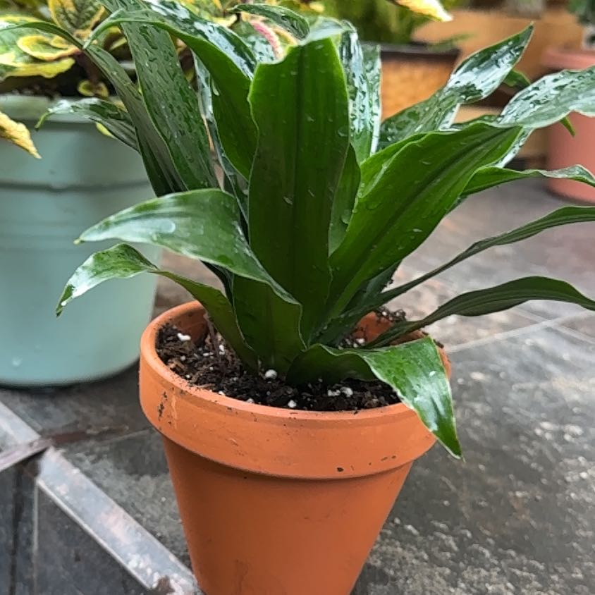 Photo of the plant species Dracaena Limelight by @JazzyWoreya49 named Kendall on Greg, the plant care app