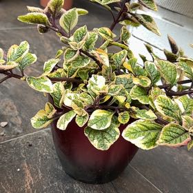 Photo of the plant species Speckled Spur Flower by @JazzyWoreya49 named James Dean on Greg, the plant care app