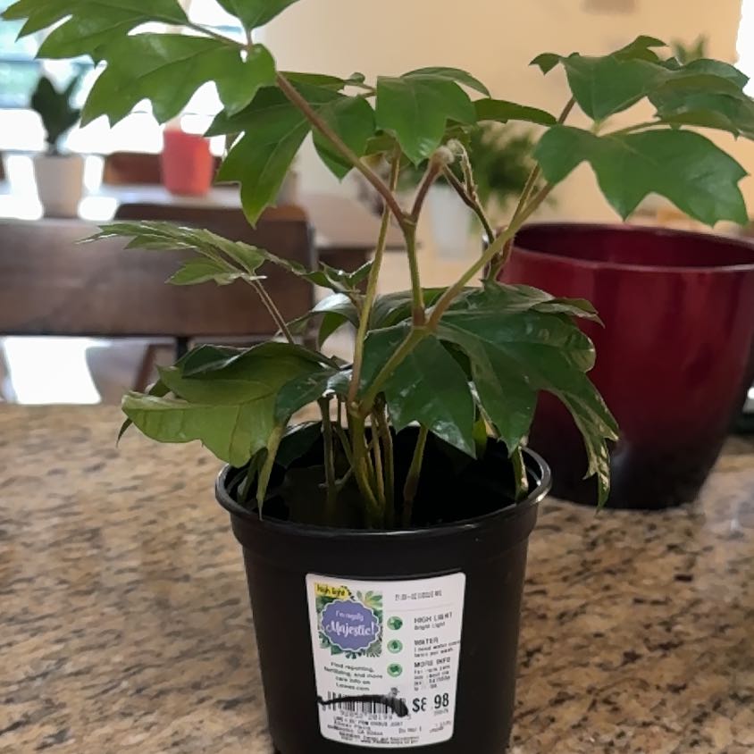 Photo of the plant species Grape Ivy by @JazzyWoreya49 named Lola on Greg, the plant care app