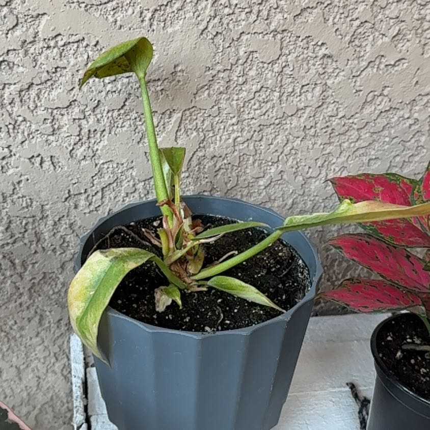 Photo of the plant species Philodendron Ring Of Fire by @JazzyWoreya49 named Gaga on Greg, the plant care app