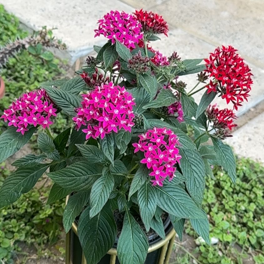 Photo of the plant species Egyptian Starcluster by @JazzyWoreya49 named Kardashian on Greg, the plant care app
