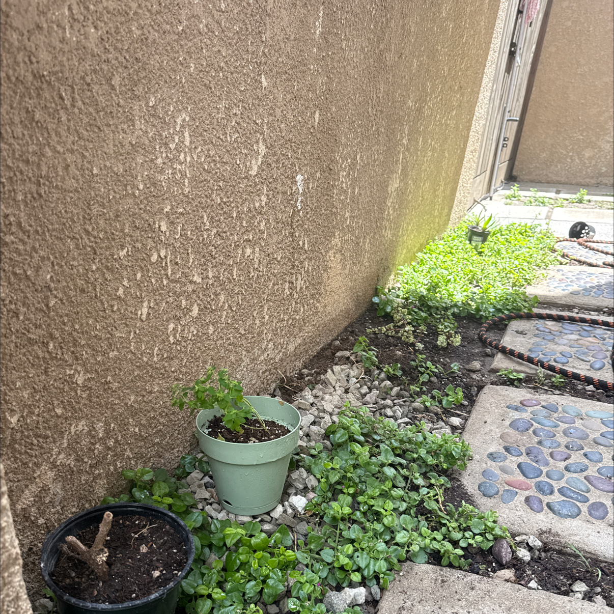 Photo of the plant species Cancer Weed by @JazzyWoreya49 named Dax on Greg, the plant care app
