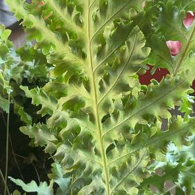 Photo of the plant species Wing Fern by @KindRedflax88 named Duke on Greg, the plant care app