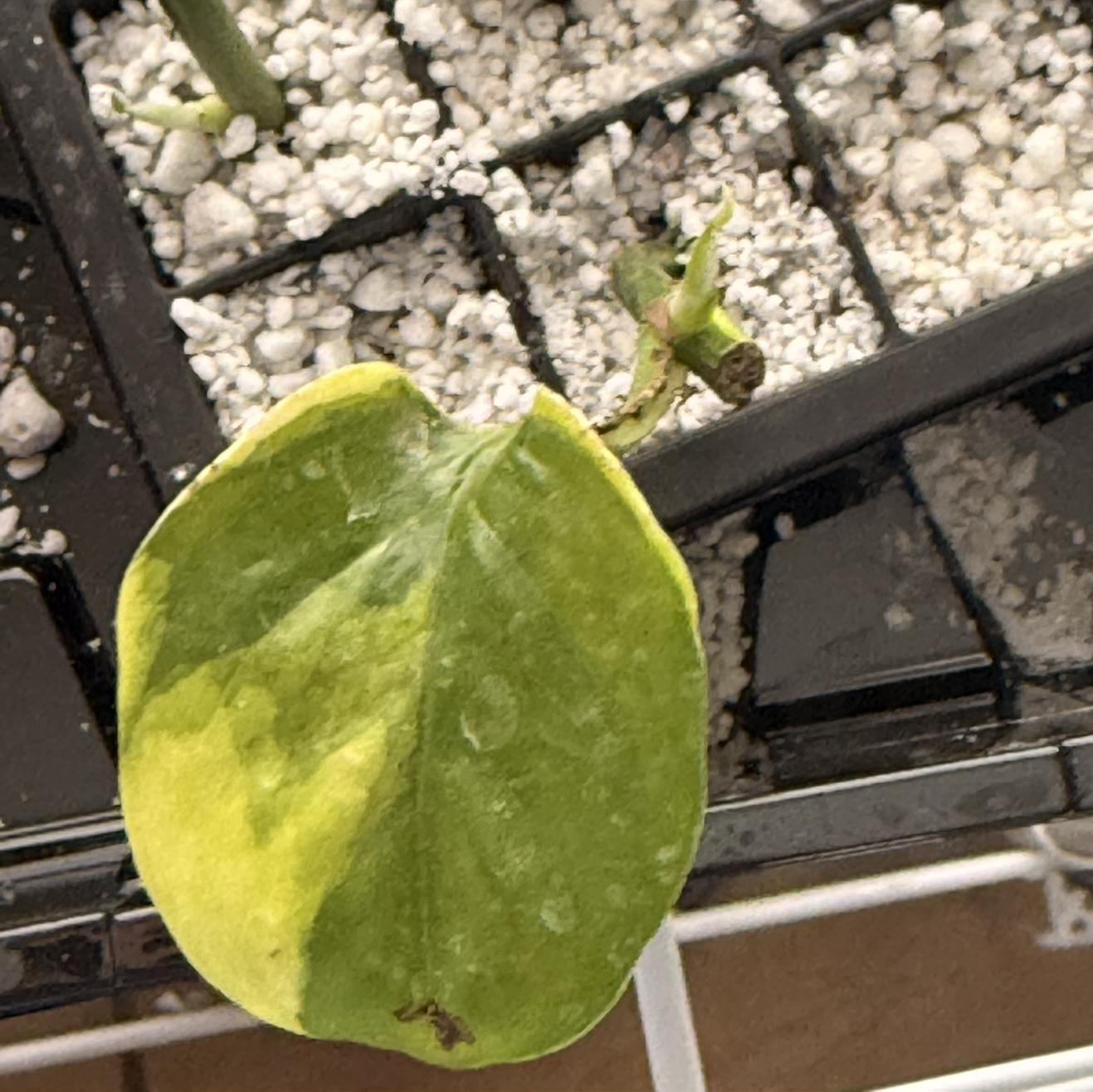 Photo of the plant species Manjula Poonsin Pothos by @LovableWorm78 named Mando on Greg, the plant care app