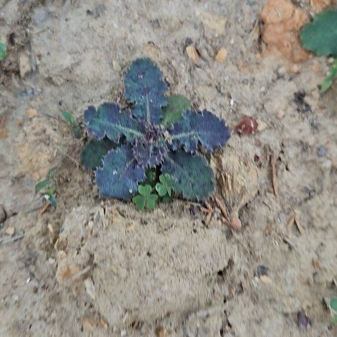 Photo of the plant species Desertbells by @GoldRedbean27 named Bigleef Smalls on Greg, the plant care app