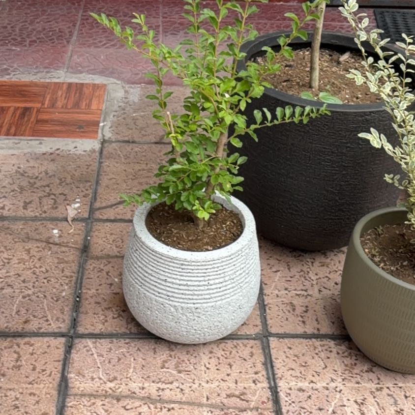 Photo of the plant species Olive Tree by @WiseFeijoa31 named Sahara on Greg, the plant care app
