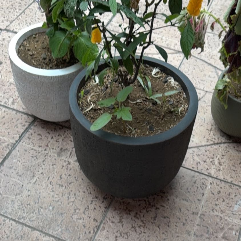 Photo of the plant species Lollipop Plant by @WiseFeijoa31 named Planty on Greg, the plant care app