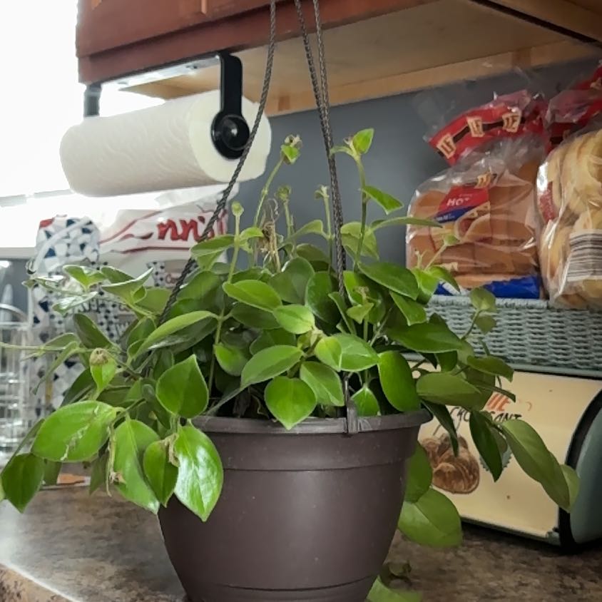 Photo of the plant species Lipstick Plant by @FavoredPunanova named Bella on Greg, the plant care app