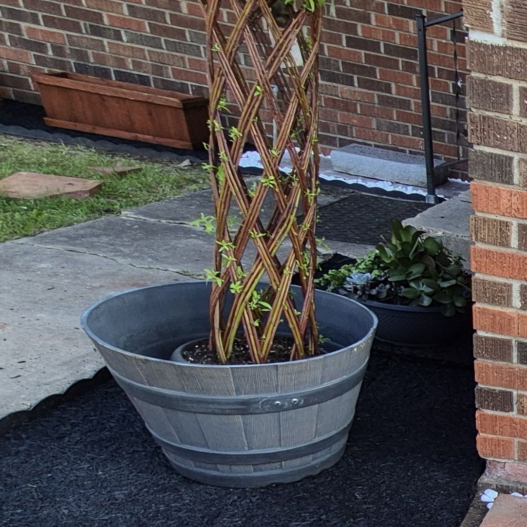 Photo of the plant species braided willow by @GemTeatree93 named Twisted on Greg, the plant care app