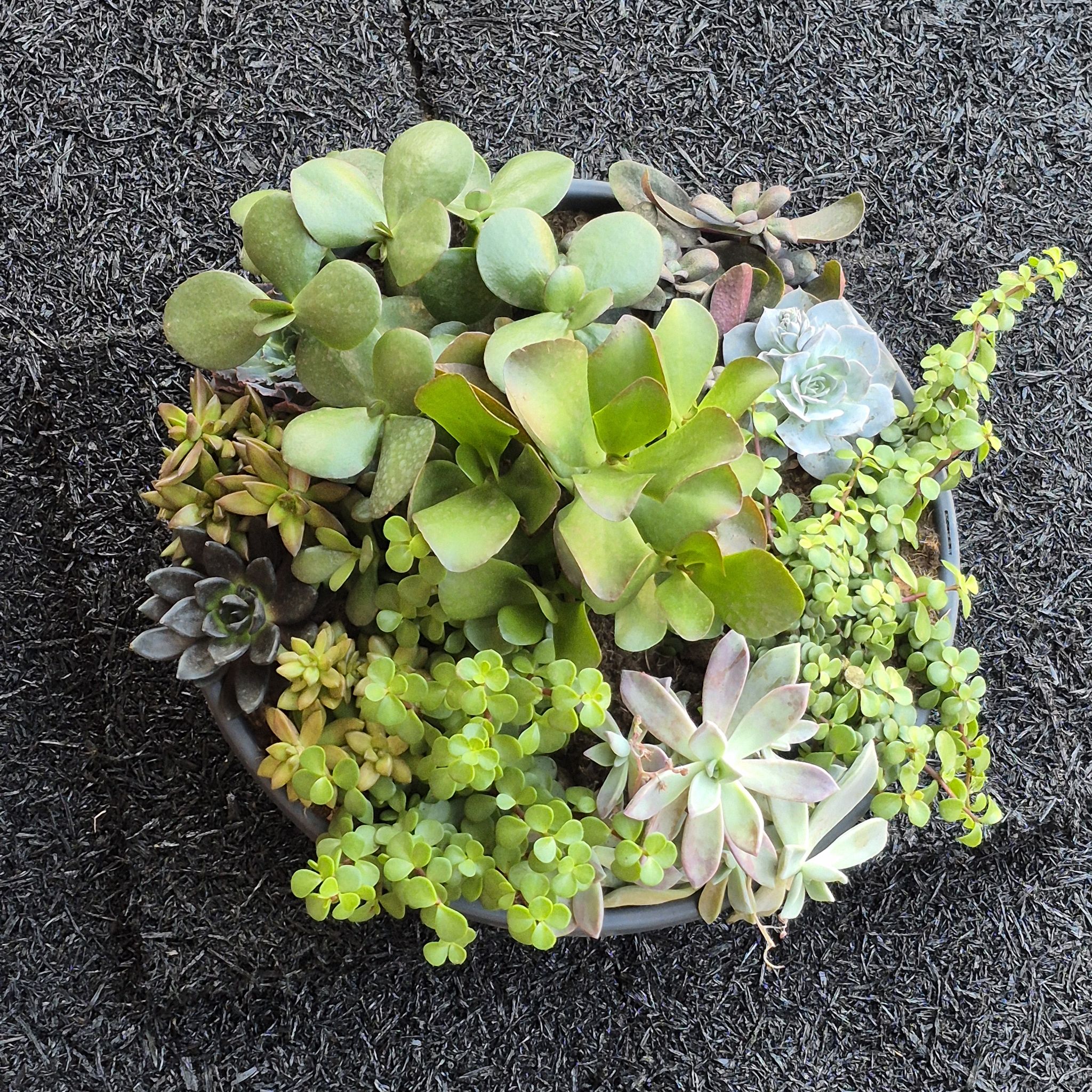 Photo of the plant species Variety Succulents by @GemTeatree93 named Master on Greg, the plant care app