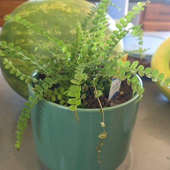 Photo of the plant species Green Fantasy Fern by @NourishingDill named Virat Kohli on Greg, the plant care app