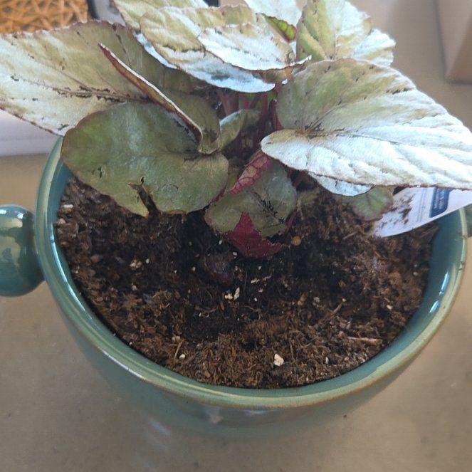 Photo of the plant species Fittonia by @NourishingDill named Fritz on Greg, the plant care app