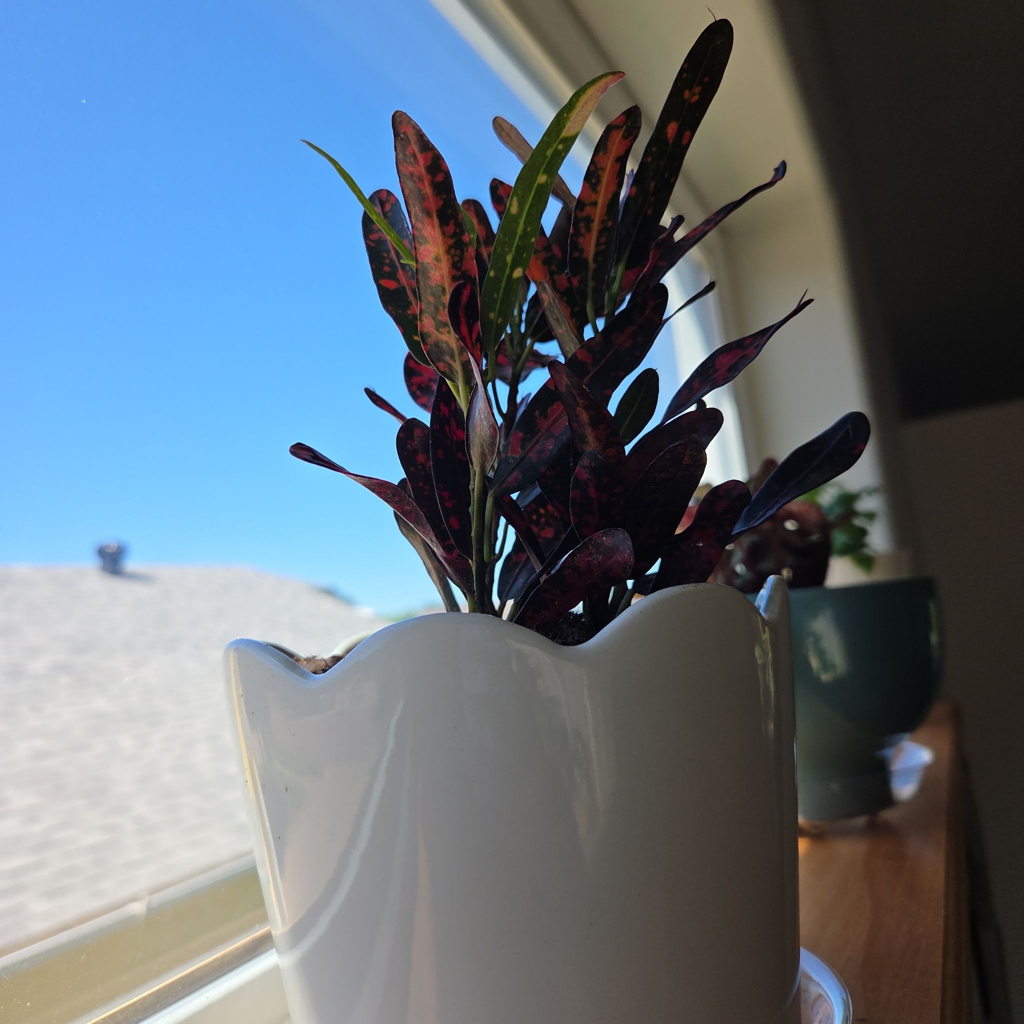 Photo of the plant species Bush on Fire Croton by @NourishingDill named Oneira on Greg, the plant care app