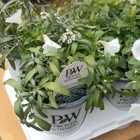 Photo of the plant species Sweet Alyssum by @DynamicPapaya30 named McKinley on Greg, the plant care app