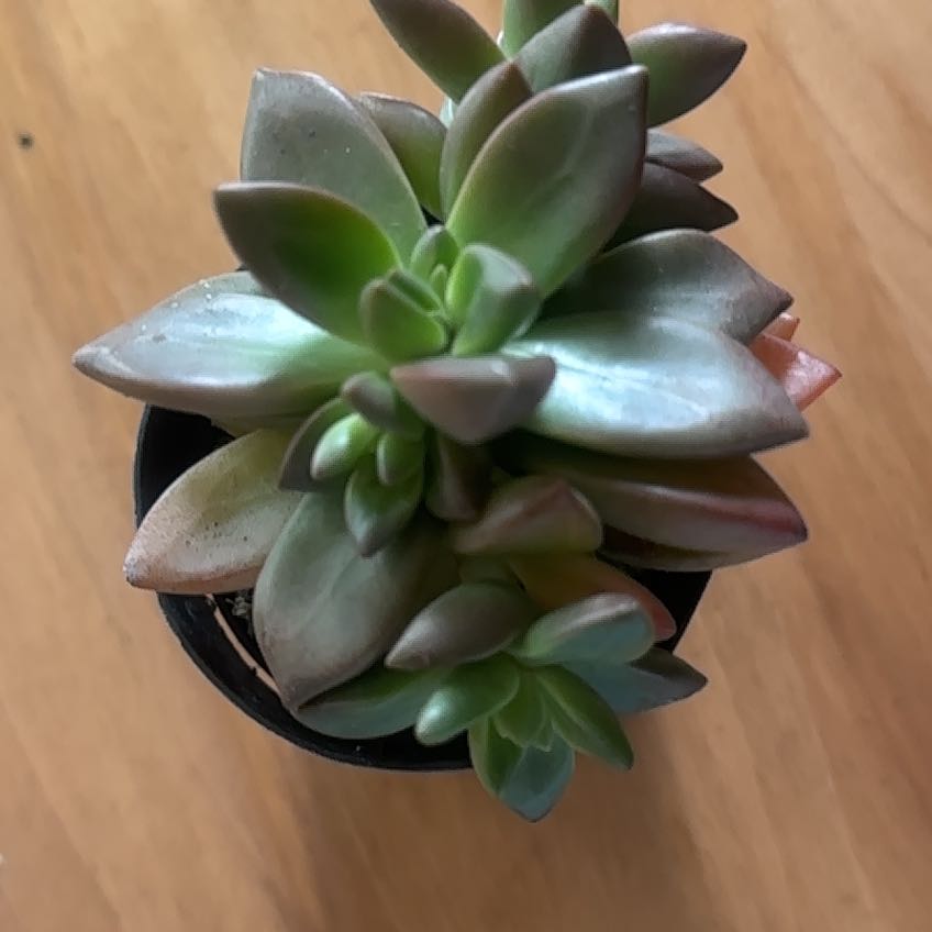 Photo of the plant species Sedeveria 'Sorrento™' by @GivingPepper2 named Emerson on Greg, the plant care app