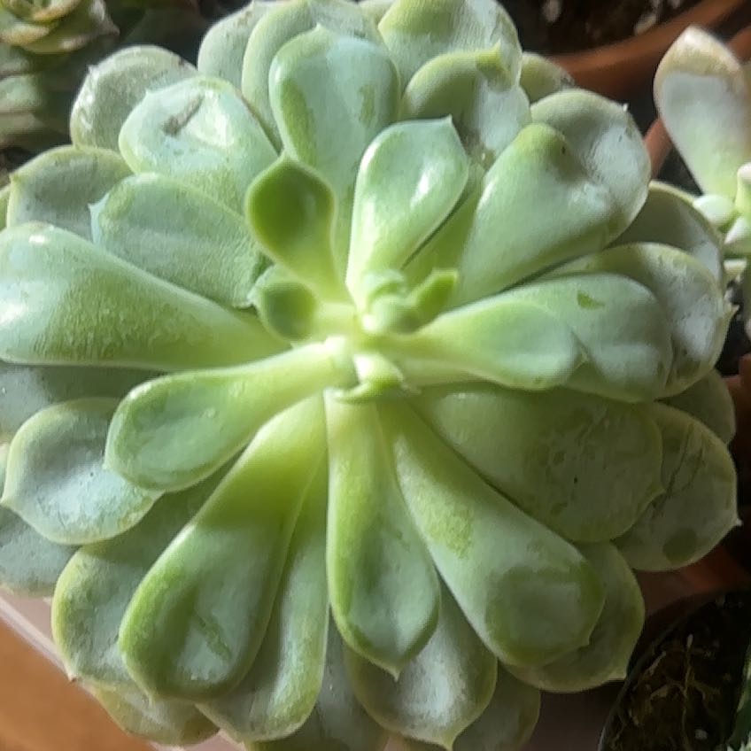 Photo of the plant species Echeveria 'Arctic Ice' by @GivingPepper2 named Baesil on Greg, the plant care app