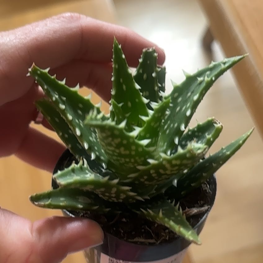 Photo of the plant species Aloe 'Minnie Belle' by @GivingPepper2 named Mando on Greg, the plant care app