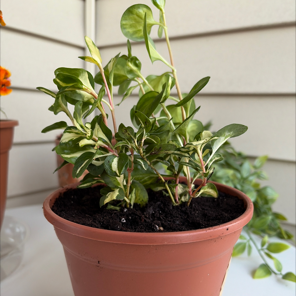 Photo of the plant species vinca vine by @BriskCocoplum34 named Valeria on Greg, the plant care app