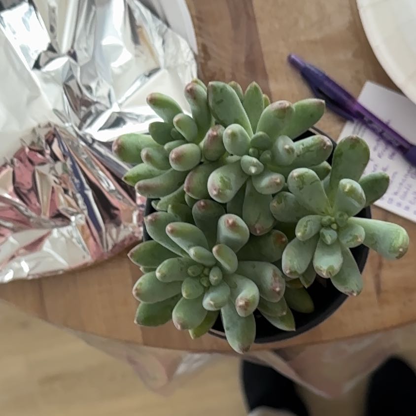 Photo of the plant species Pachyphytum 'Starburst' by @JocularRosea61 named Eva on Greg, the plant care app