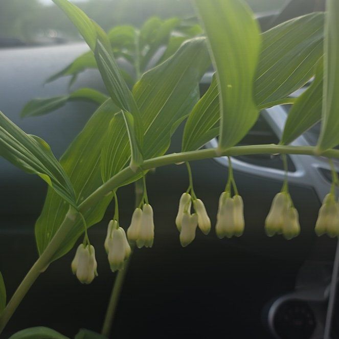 Photo of the plant species Common Solomon's Seal by @RadGreywillow named Solomon on Greg, the plant care app