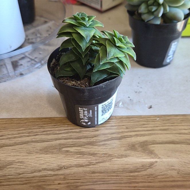 Photo of the plant species Variegated String of Buttons by @VastTorgrass30 named Athena on Greg, the plant care app