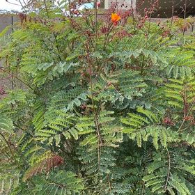 Photo of the plant species Pride Of Barbados by @SavvyHardbeech8 named Bieber on Greg, the plant care app