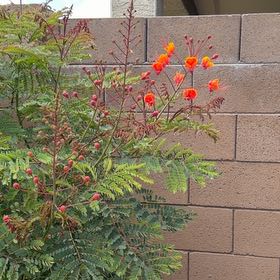 Photo of the plant species Pride Of Barbados by @SavvyHardbeech8 named Homer on Greg, the plant care app