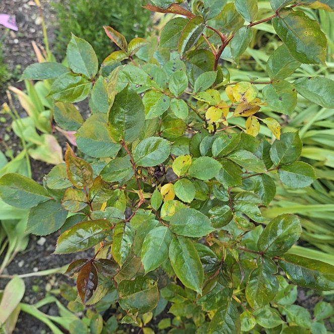 Photo of the plant species Virginian Rose by @PeppyEllisia58 named Aristotle on Greg, the plant care app