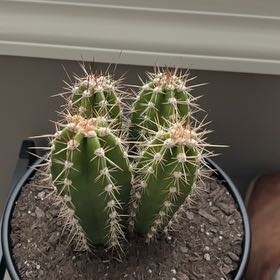 Photo of the plant species Baseball Cactus by @KeenFord43 named Oscar on Greg, the plant care app