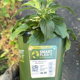 Photo of the plant species Japanese Spurge by @PetApple57 named Drake on Greg, the plant care app