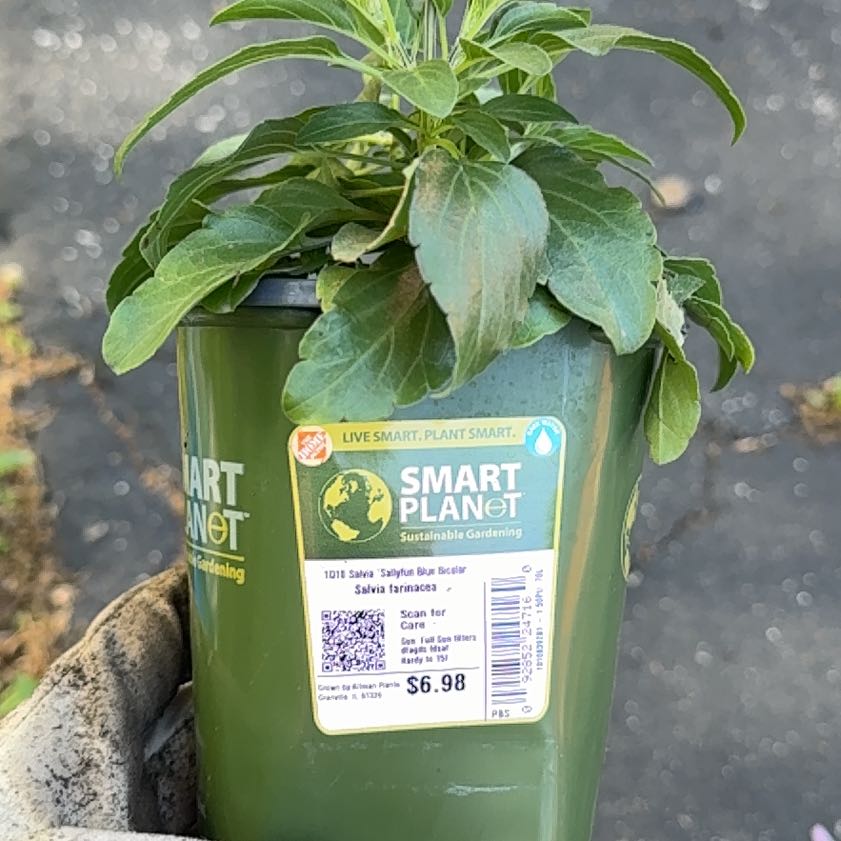 Photo of the plant species Japanese Spurge by @PetApple57 named Marilyn on Greg, the plant care app