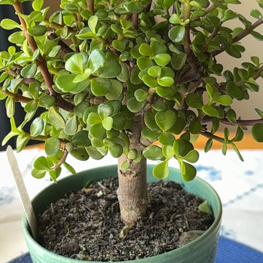 Photo of the plant species Mini Jade by @StoriedWildlime named Mini Jade on Greg, the plant care app