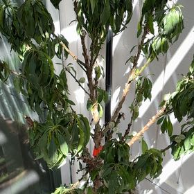 Photo of the plant species Bonanza Patio Peach Tree by @FabLuscious37 named Sproutacus on Greg, the plant care app