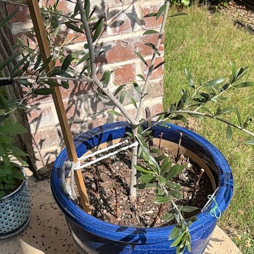 Photo of the plant species Olive Arbeiquina by @HolyNoni81 named Terra on Greg, the plant care app