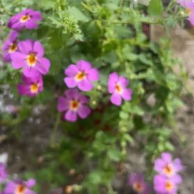 Photo of the plant species Lilacbush by @GemMeadowflax70 named Gates on Greg, the plant care app