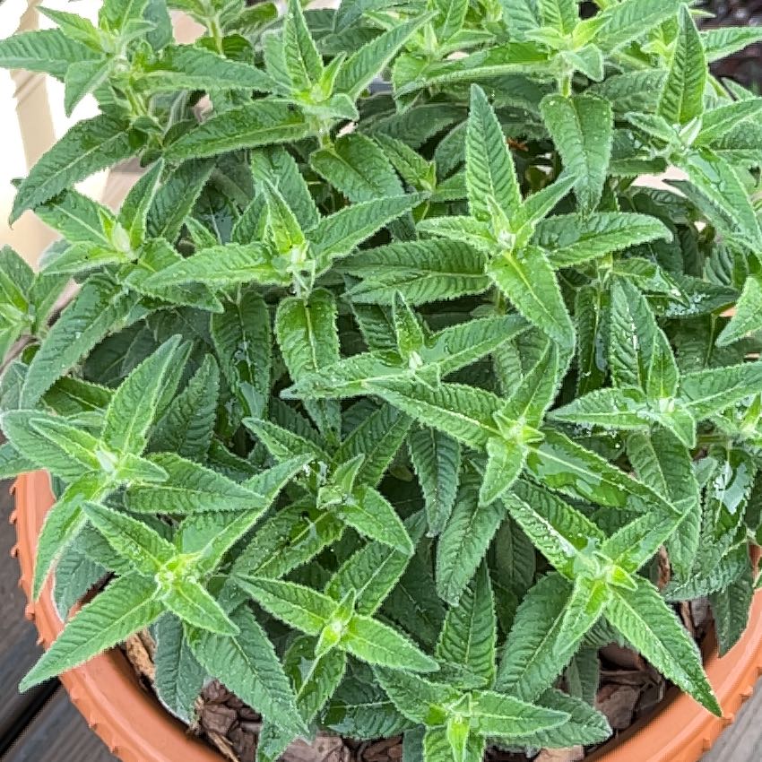 Photo of the plant species Bee Balm by @WinRockcress20 named Orlando Bloom on Greg, the plant care app