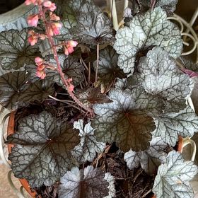 Photo of the plant species Coral Bells by @WinRockcress20 named Wall-E on Greg, the plant care app