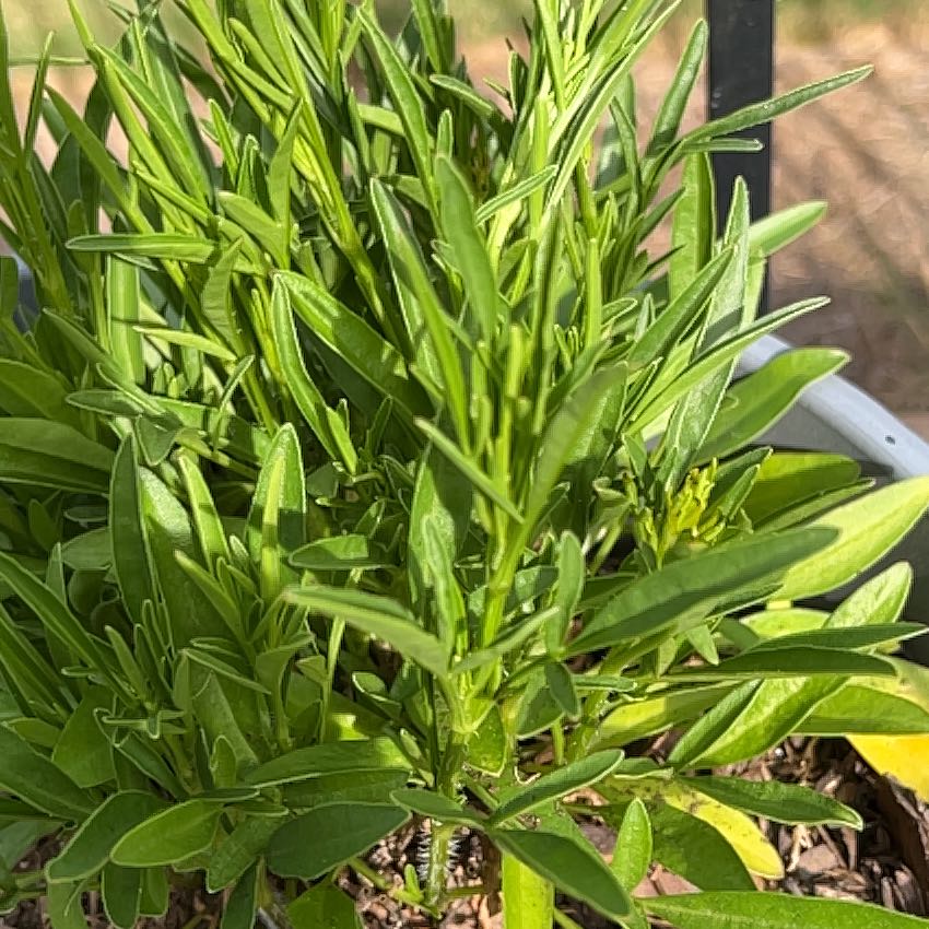 Photo of the plant species Coreopsis 'Red Elf' by @WinRockcress20 named Shakira on Greg, the plant care app