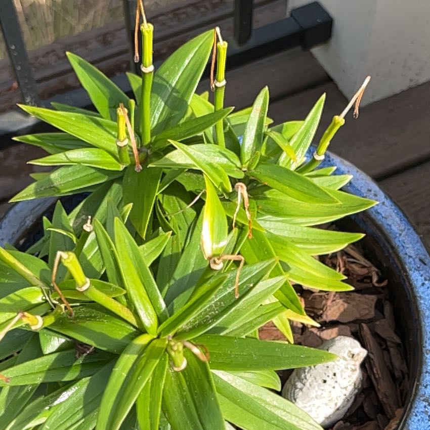 Photo of the plant species Lily by @WinRockcress20 named da Vinci on Greg, the plant care app