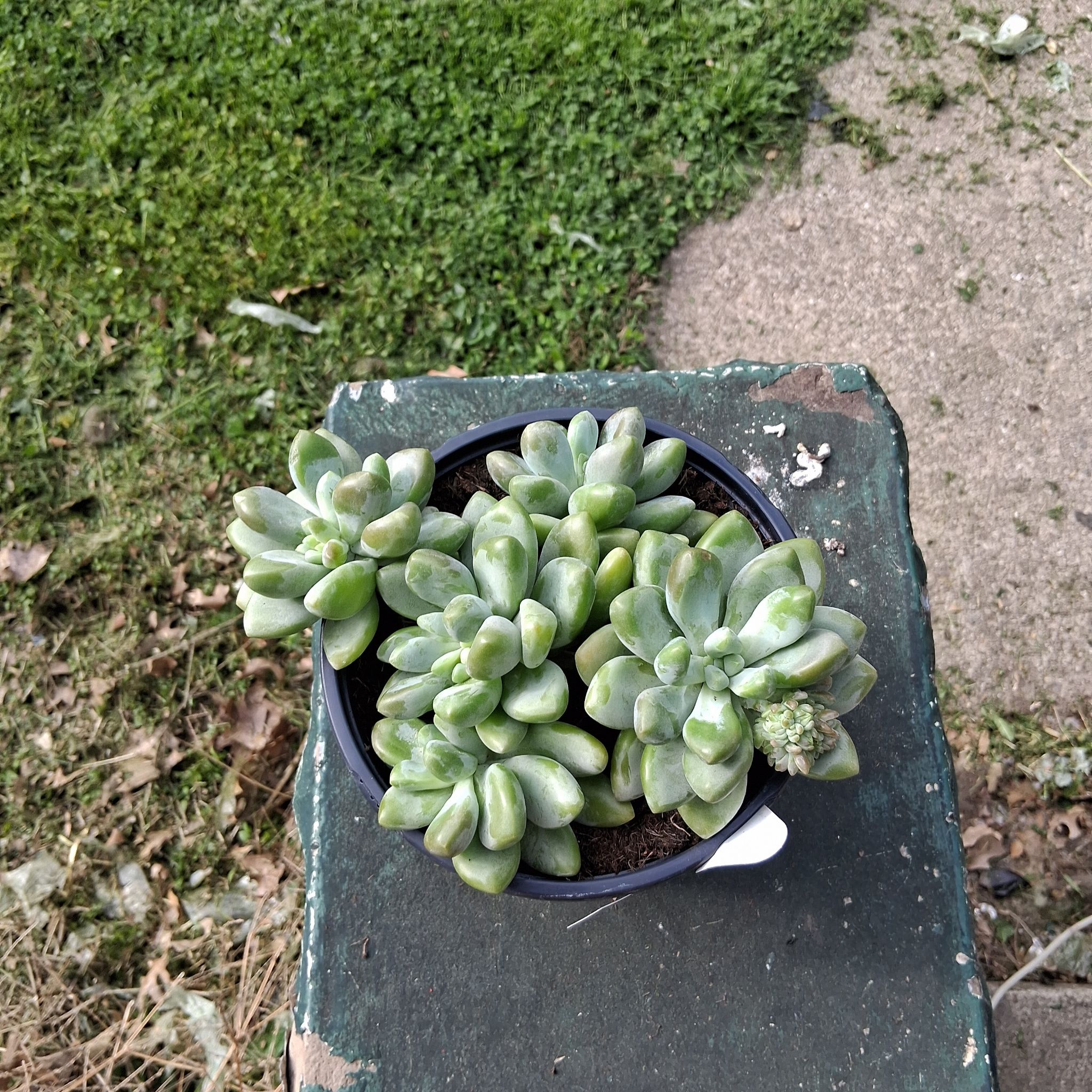 Photo of the plant species Graptosedum 'Blue Giant' by @SuperDaisy74 named ChloroPhil on Greg, the plant care app